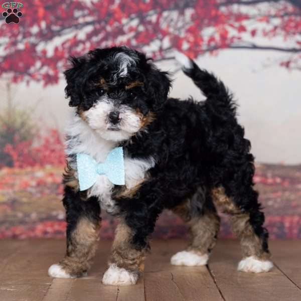 Brody, Mini Bernedoodle Puppy